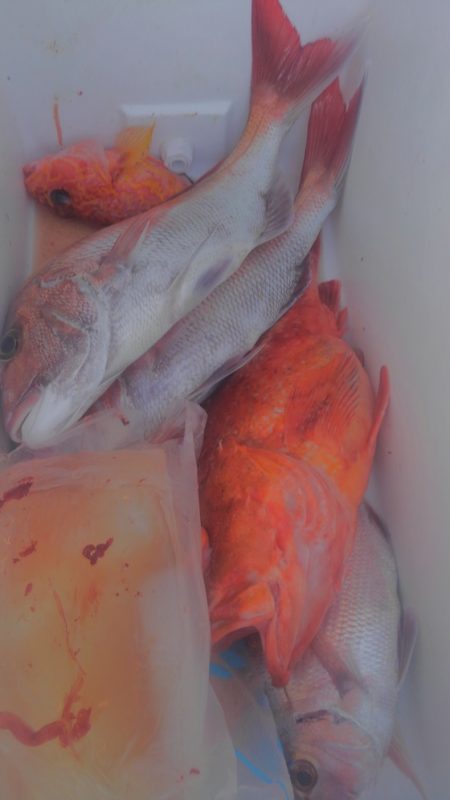 遊漁船 新鋭丸 釣果