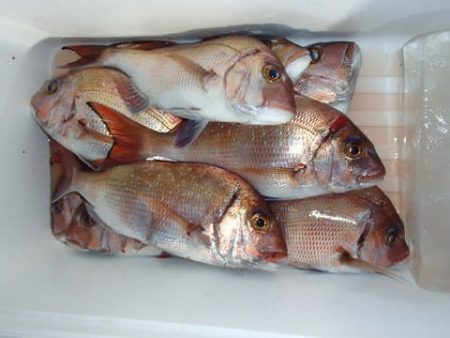 第二むつ漁丸 釣果