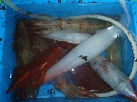 第二むつ漁丸 釣果