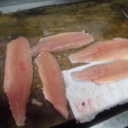 高萩ふれあいの里フィッシングエリア 釣果