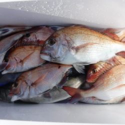 遊漁船 幸友丸 釣果