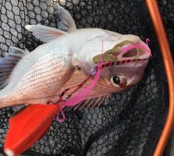 白墨丸 釣果