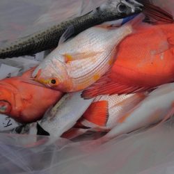 遊漁船 新鋭丸 釣果