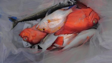 遊漁船 新鋭丸 釣果
