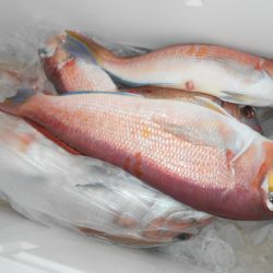 こうゆう丸 釣果