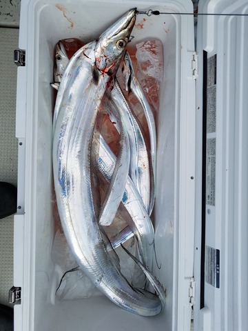 遊漁船　ニライカナイ 釣果