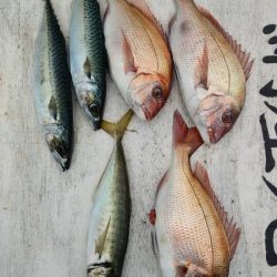 網屋丸 釣果