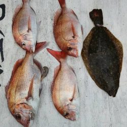 網屋丸 釣果