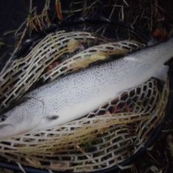 高萩ふれあいの里フィッシングエリア 釣果