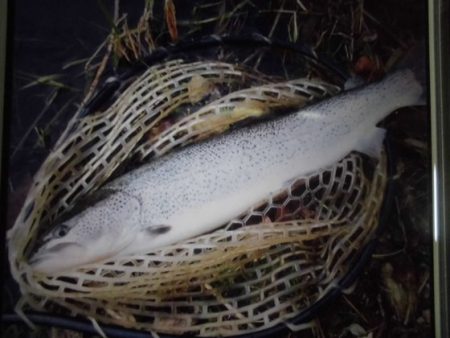 高萩ふれあいの里フィッシングエリア 釣果