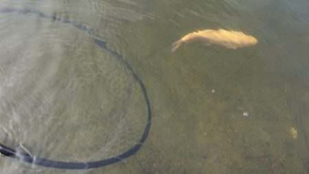 フィッシングレイクたかみや 釣果