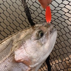 フィッシングレイクたかみや 釣果