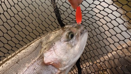 フィッシングレイクたかみや 釣果