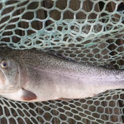 フィッシングレイクたかみや 釣果