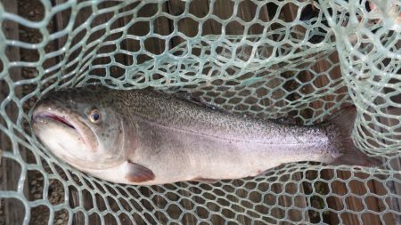 フィッシングレイクたかみや 釣果