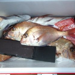 第二むつ漁丸 釣果