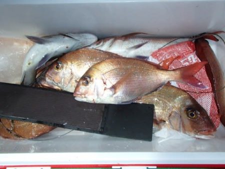 第二むつ漁丸 釣果