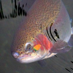 小菅トラウトガーデン 釣果