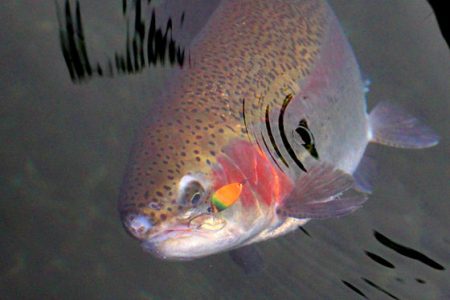 小菅トラウトガーデン 釣果