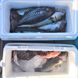 気仙沼　つり丸 釣果