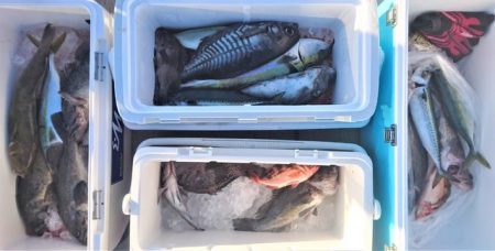 気仙沼　つり丸 釣果