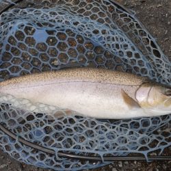 フィッシングレイクたかみや 釣果