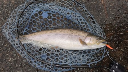 フィッシングレイクたかみや 釣果