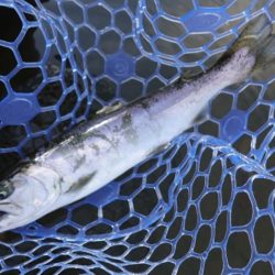 フィッシングレイクたかみや 釣果