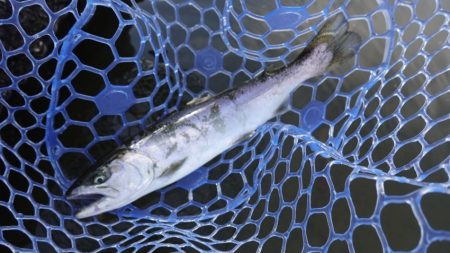 フィッシングレイクたかみや 釣果