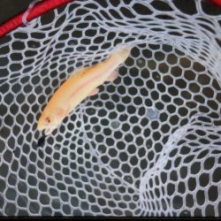 フィッシングレイクたかみや 釣果