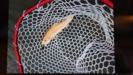 フィッシングレイクたかみや 釣果