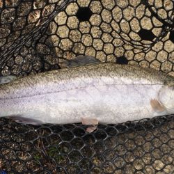 フィッシングレイクたかみや 釣果