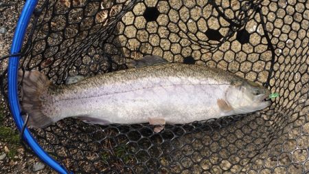 フィッシングレイクたかみや 釣果