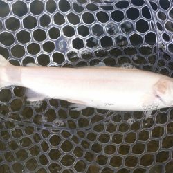 フィッシングレイクたかみや 釣果