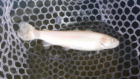 フィッシングレイクたかみや 釣果