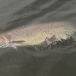 フィッシングレイクたかみや 釣果