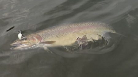 フィッシングレイクたかみや 釣果