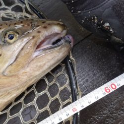 フィッシングレイクたかみや 釣果