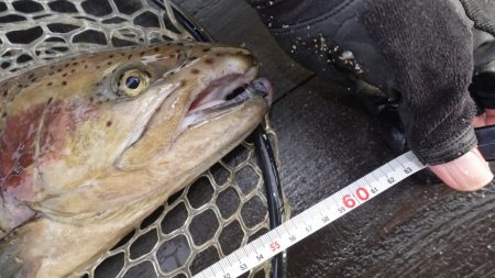 フィッシングレイクたかみや 釣果