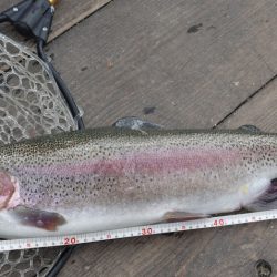 フィッシングレイクたかみや 釣果