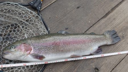 フィッシングレイクたかみや 釣果