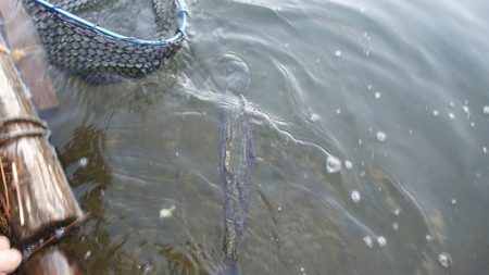 フィッシングレイクたかみや 釣果