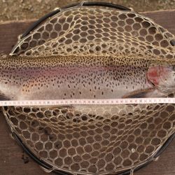 フィッシングレイクたかみや 釣果