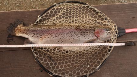 フィッシングレイクたかみや 釣果