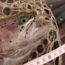 フィッシングレイクたかみや 釣果