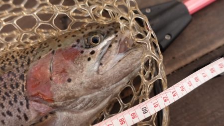 フィッシングレイクたかみや 釣果