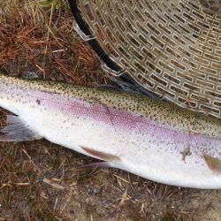 フィッシングレイクたかみや 釣果