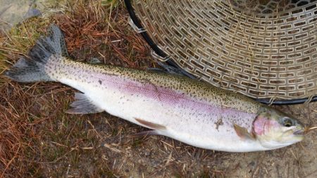 フィッシングレイクたかみや 釣果