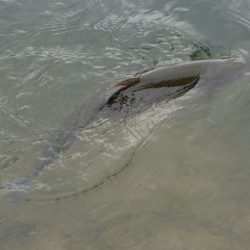 フィッシングレイクたかみや 釣果