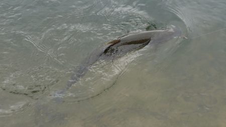 フィッシングレイクたかみや 釣果